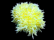 Heteractis malu M Yellow