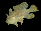 Histrio histrio 6-8 cm