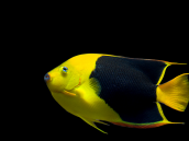Holacanthus tricolor 8-10cm