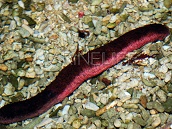 Holothuria edulis 12-15 cm Rouge et noir