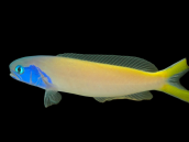 Hoplolatilus starcki 7-10cm