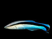 Labroides dimidiatus 3-5cm