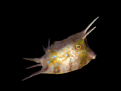Lactoria cornuta Juvenile 2-4 cm