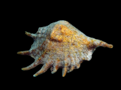 Lambis spp. <20 cm