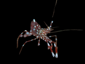 Leandrites cyrtorhynchus 3-4cm