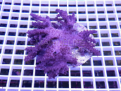 Lemnalia spp
