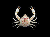 Leucosia anatum S