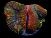 Lobophyllia corymbosa 6-10cm Rainbow