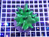 Lobophytum pauciflorum green 01