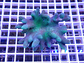 Lobophytum pauciflorum green 02