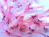 Lot de 2 - Lysmata sp. Peppermint shrimp S 2cm env; - anti Aiptasia