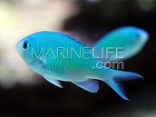 Lot de 3 Chromis viridis S