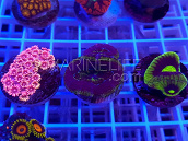 Lot de 3 coraux LPS Goniopora, Acantastrea, Favia