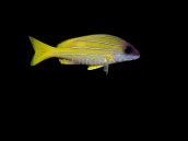 Lutjanus kasmira 10-15 cm