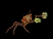 Lybia tesselata M