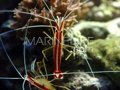 2X Lysmata amboinensis