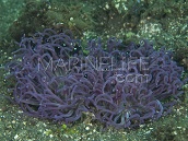 Macrodactyla doreensis M Purple