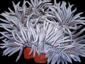 Macrodactyla doreensis M