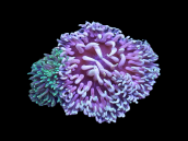 Macrodactyla doreensis M
