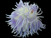Macrodactyla doreensis M coloured