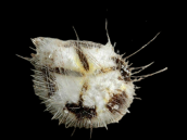 Marieta planulata S