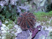 Mespilia globulus 5-6 cm Red spines