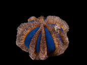 Mespilia globulus S