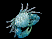Mithrax sculptus 2-4cm