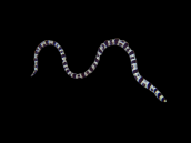 Myrichthys colubrinus M