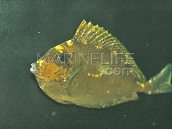 Naso vlamingii Juvenile 5-8 cm