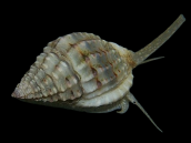 Nassarius spp. 3-4 cm
