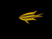 Neoglyphidodon nigroris M