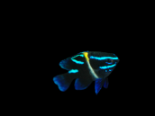 Neoglyphidodon oxyodon Juvenile 3-4 cm