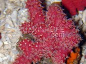 Nephthyigorgia sp. S Red Thick Chili