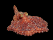 Octopus cyanea 20-30 cm