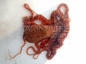 Octopus macropus 8-10 cm Rouge