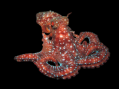 Octopus macropus 8-10 cm Red