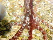 Octopus spp. 5-10 cm