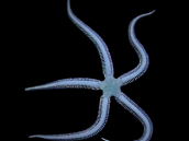 Ophiarachna incrassata