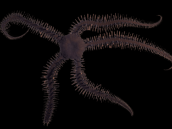 Ophiocoma erinaceus 8-10 cm