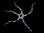 Ophiolepis superba 6-8cm