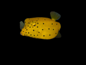 Ostracion cubicus M