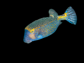 Ostracion meleagris Male 12-15 cm