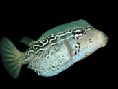 Ostracion solorensis Female M