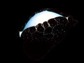 Ovula ovum 6-10 cm