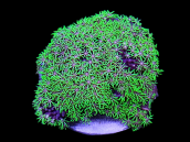 Pachyclavularia violacea M Green