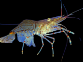 Palaemon intermedius 3-6cm