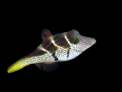 Paraluteres prionurus M