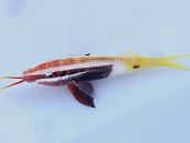 Parupeneus barberinoides M