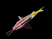 Parupeneus barberinoides M